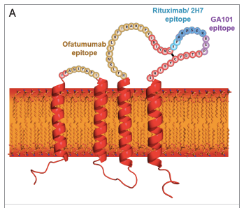 Ocrelizumab är framtagen för att