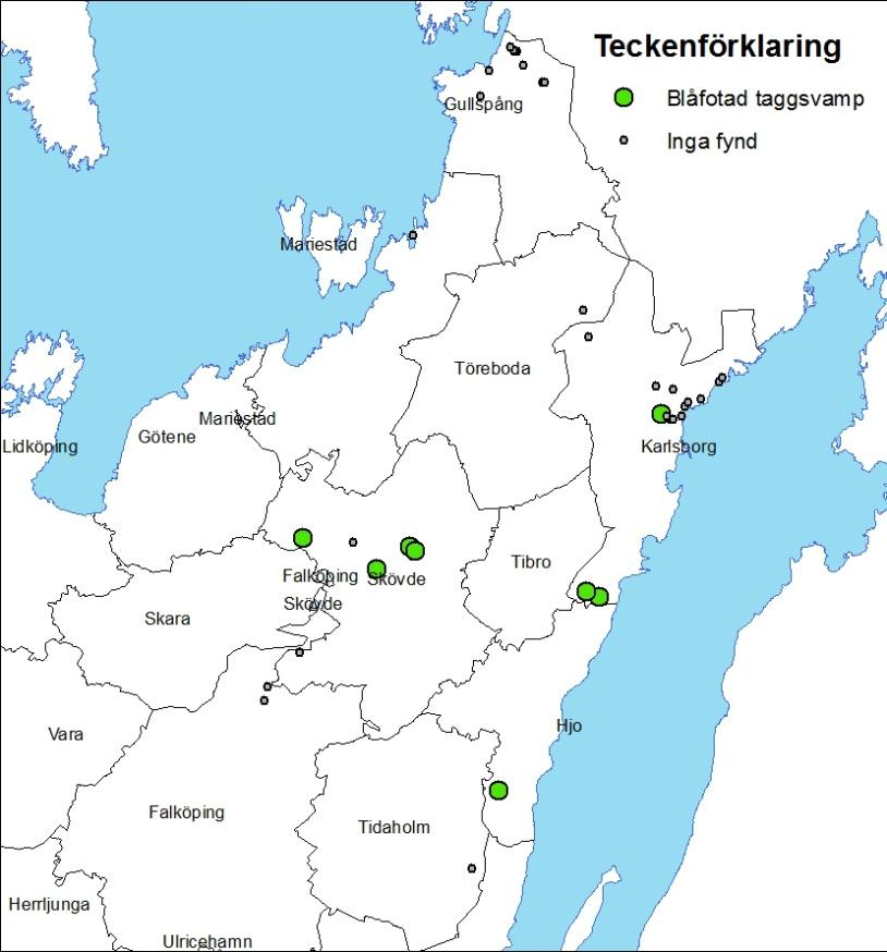 2 Sarcodon glaucopus Blåfotad taggsvamp Hatten på denna taggsvamp är nästan helt slät och har rutligt uppsprucken hatthud. Den luktar något aromatiskt och har en mycket bitter smak.