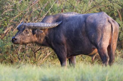 .. Vattenbuffel (Sydamerika) Latinska namn: Bubalus arnee Underarter: Kan inte rekonstrueras.