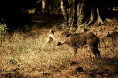 Habitat: Träsk, gräsrika urskogar, våtmarker, sanka flodbäddar. Beskrivning: Stor vildoxe som av många anses vara domesticerad.