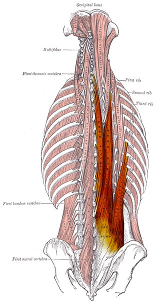 Magmuskulaturen rectus abdominis, erektor spinae fileerna på ryggsidan. Egentligen ett paket av muskler.