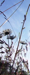 B O M BOMBANDNINA Vildängsblandning art nr 338660 lerårig åtid: höst eller vår Blomning: första säsongen blommar framförallt annuellerna Innehåll: en mix av annueller, bienner och fleråriga vilda