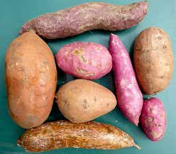 figur 3. Sötpotatisens Ipomoea batatas knölar kan se ut på ganska olika sätt, och färgen varierar.