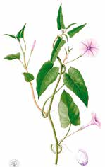 Däremot är blommorna rätt lika hos de flesta Ipomoea-arter, och hos våra egna vindearter. foto: Lars Olof Björn och Wikimedia Commons.