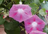 En annan användning av Ipomoea-arter, framför allt bladen, är som medicinalväxter. Om man söker på Ipomoea* and medic* i databasen Web of Science får man hela 1315 vetenskapliga artiklar som svar.