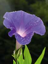 Men det är inte alla Ipomoea-arter som man är så glad åt. Ipomoea cairica är ett mycket svårt ogräs i Sydostasien, och som jag fått ägna en del tid åt som professor i Kanton (figur 5).
