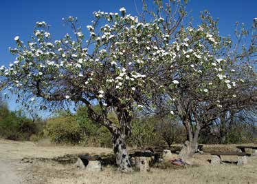 figur 7. Ipomoea arborescens, en trädartad representant för släktet som man kan träffa på i Sonoraöknen i nordvästra Mexiko. foto: Ruddy Benezet (Wikimedia Commons).