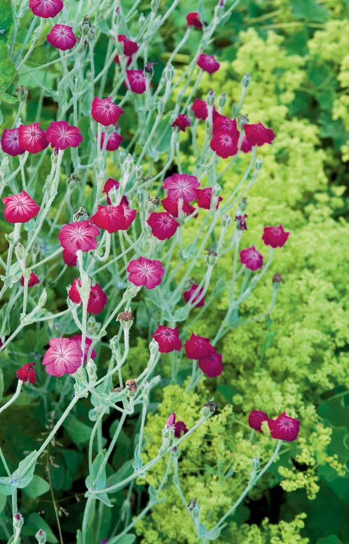 FÄRGKLICK. Purpurklätt har ceriserosa blommor och mjukt gråludna blad. NYPLANTERAD. Iceberg är en av trädgårdens många nyplanterade rosor.