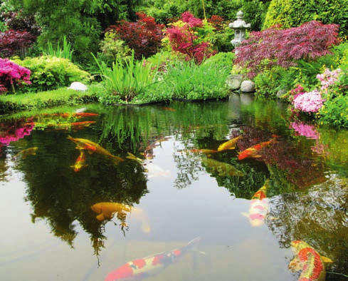 GroGreen Pond Clean Biologiskt basängrengöring och basängstartare Pond Clean är en naturlig, giftfri, mikrobiologisk produkt utvecklad för att bryta ned rester av fiskfoder, fiskexkrement och annat