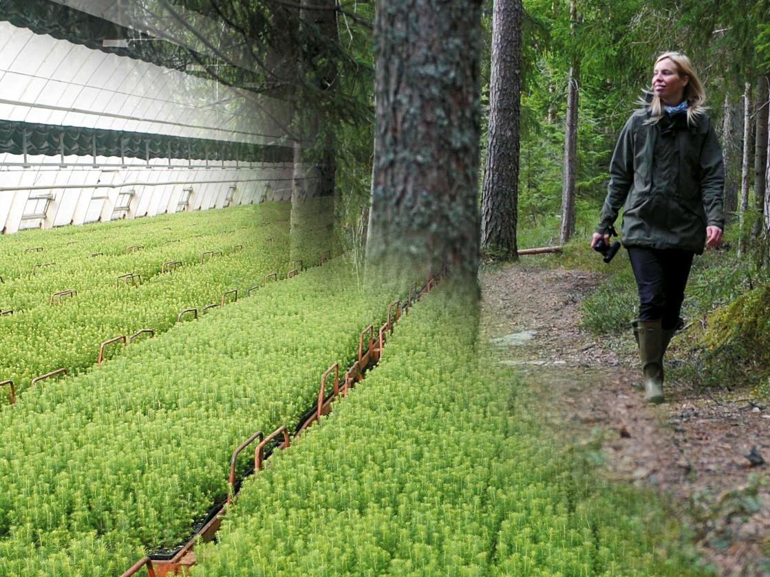 Värdet på Holmens skogsinnehav ska öka genom tillväxtfrämjande åtgärder samt genom att mark nyttjas för affärsmöjligheter inom vindkraft.