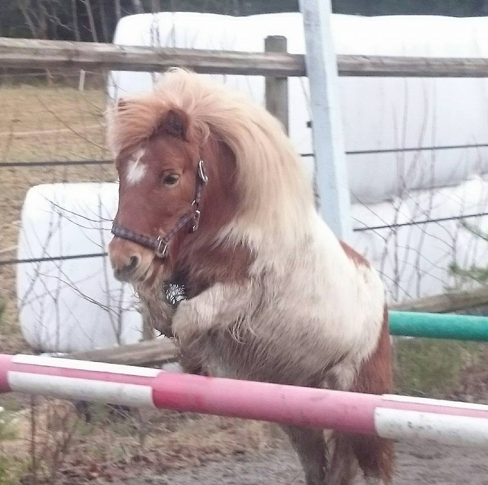 Ponnyridningar under vår/sommar Maja och Kuling har beställningsjobb på ponnyridningar i Vargön 1/5 och på Ström 6/6. De brukar bära runt på barn mellan 2 och 2,5 timmar.