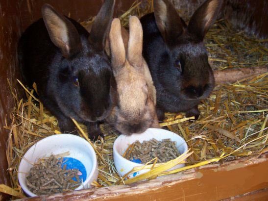 Kaninhoppning i Vänersborg Vill du och din kanin hitta på något roligt tillsammans? Vill du träffa nya två- och fyrbeta vänner? Då är kaninhoppning något för dig och din kanin!
