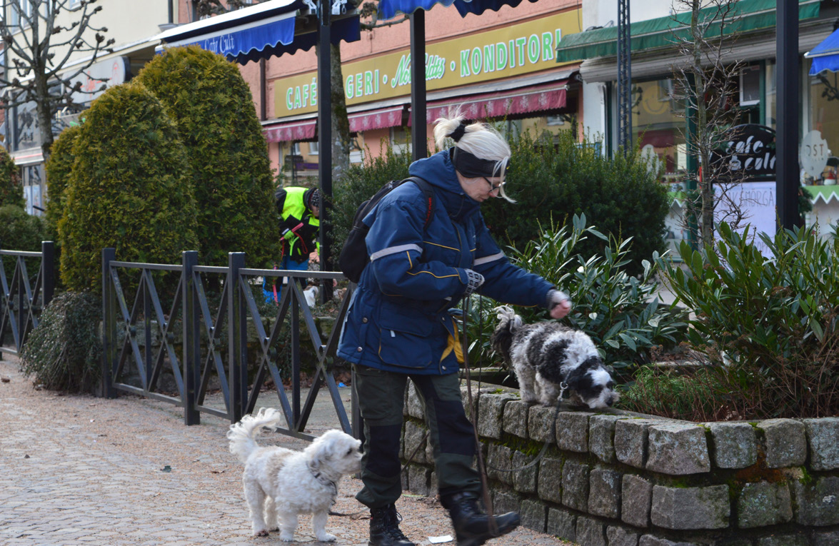 Stjärnfallet besöker Börjar hundpromenaderna kännas tråkiga?