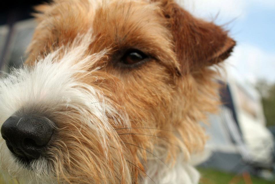 Noseworkskurs Din hund får lära sig nosa upp en doftgömma som för klass 1 är eukalyptus. Sökområden är inomhussök, utomhussök och behållarsök. Fyra tillfällen och plats för sex deltagare.