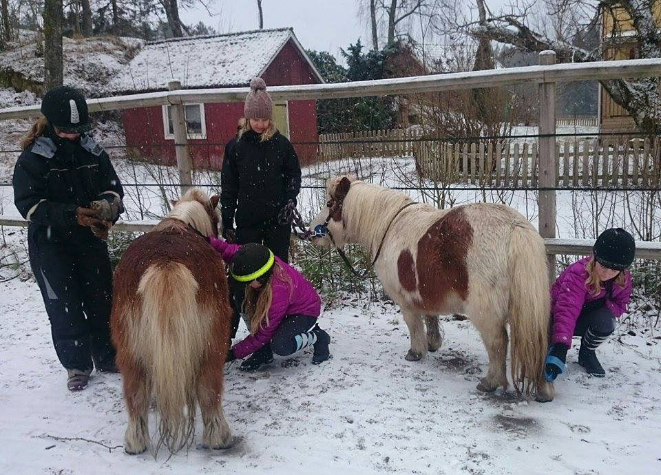 Stallträffar i Stall Winterholm Stall Winterholms stallträffar startar söndagen 3/4 kl. 10.00-14.00! Våra ungdomsledare hälsar gamla och nya deltagare välkomna till mysiga timmar med bla.