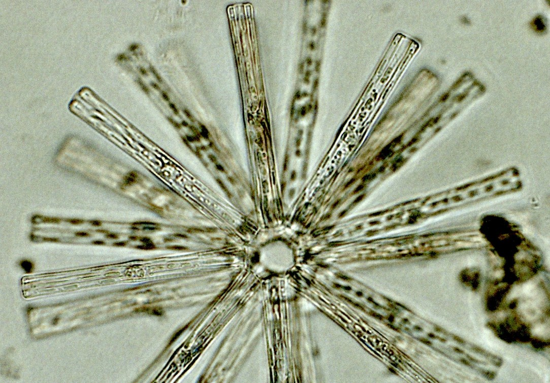 Undersökning av plankton i sjöar inom Rönneås avrinningsområde, april och augusti 2010 Tabellaria fenestrata var.