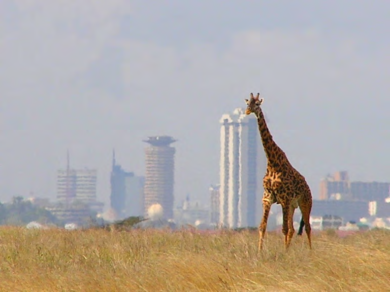 NAIROBI - SILICON SAVANNAH 93% använder mobiltelefon De