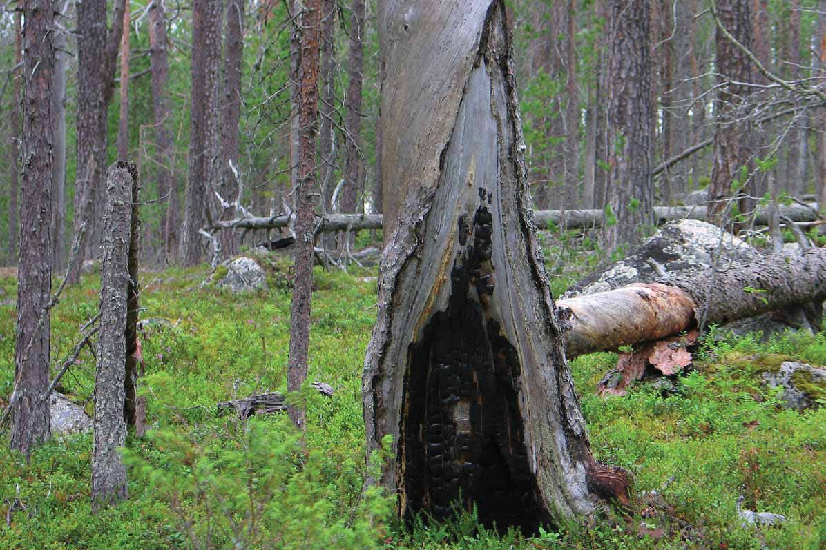 Ersättningsmark för skydd av natur en