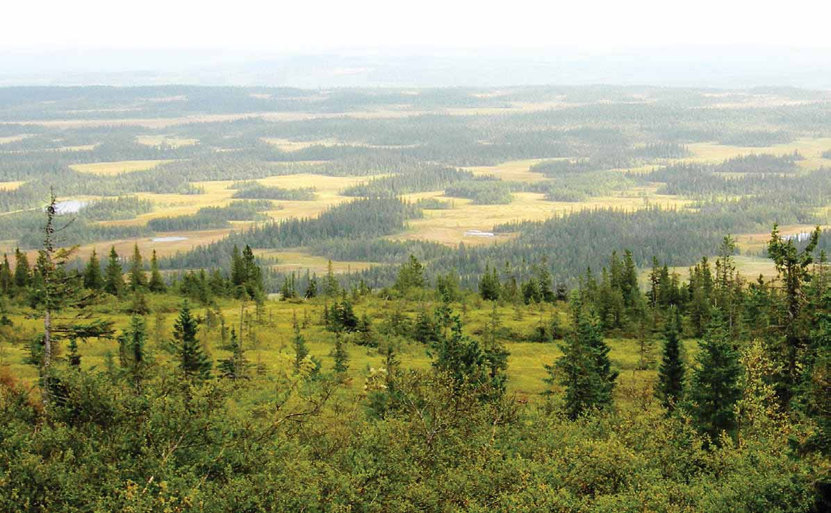 Därför behöver skogen skyddas Att skydda skog är viktigt eftersom trycket på de naturskogar som fortfarande finns kvar är mycket stort. Gamla skogar avverkas i rask takt.