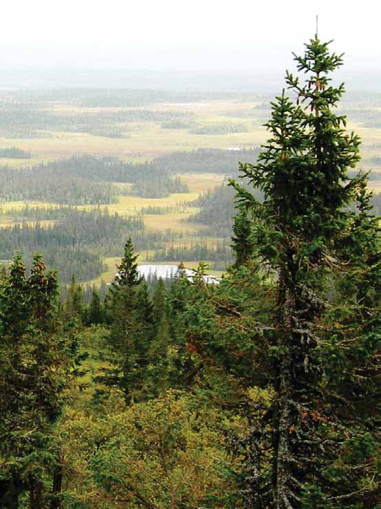 Mål för skogen Skydd av skog är en viktig del i arbetet för att infria de åtaganden som Sverige gjort internationellt.