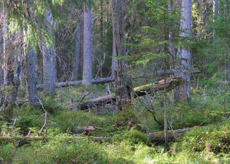 Välkommen till gammelskogen Foto: Ida Schönfeldt Foto: Fredrik Wilde På berget Vithatten vid