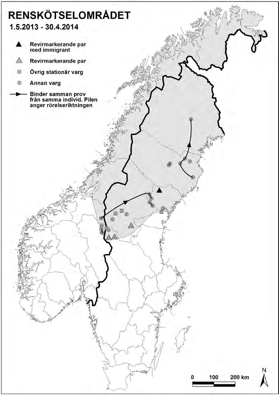 Figur 8. Stationära vargar och vandringsvargar som dokumenterats i renskötselområdet i Skandinavien 1 maj 2013 30 april 2014.