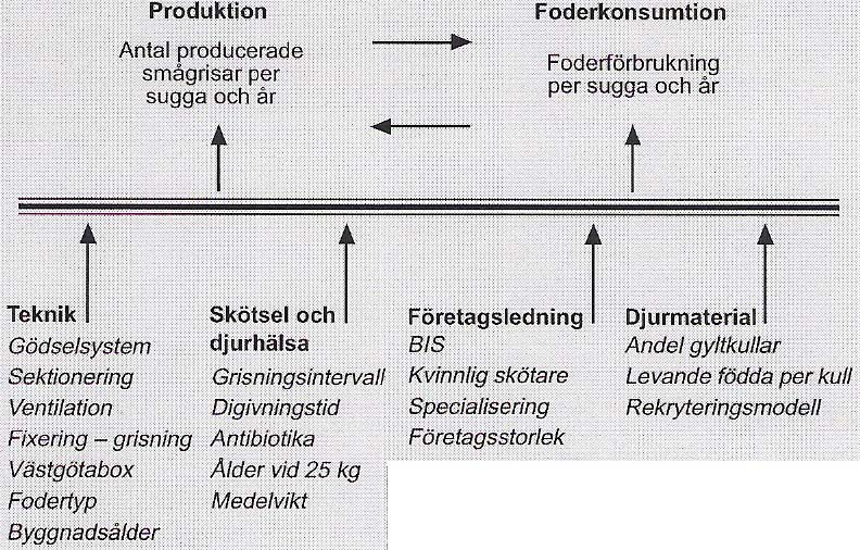 Figur 2 Schematisk bild av olika faktorer som kan påverka resultatet i smågrisproduktionen. Källa Andersson, H., Campos, M. & Jonasson, L. 2000.