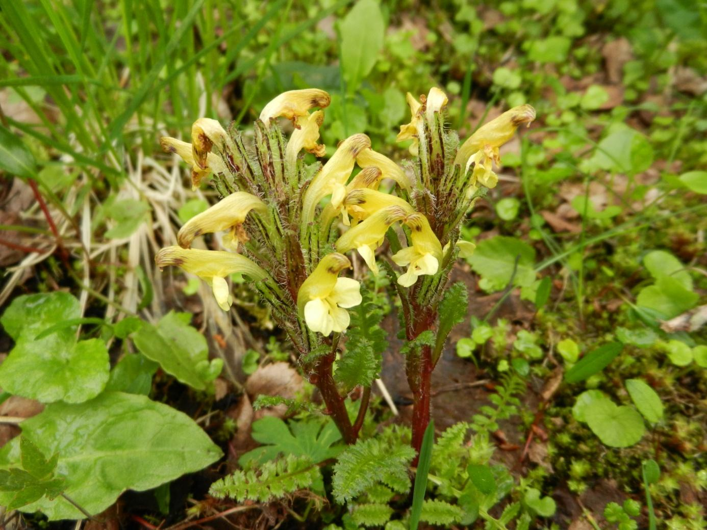 De arter som hittades vid inventeringstillfället och som är karaktäristiska för rikkärr i denna del av Sverige är gyllenmossa, purpurvitmossa, flera andra arter av brunmossor, gullspira, fjällruta,