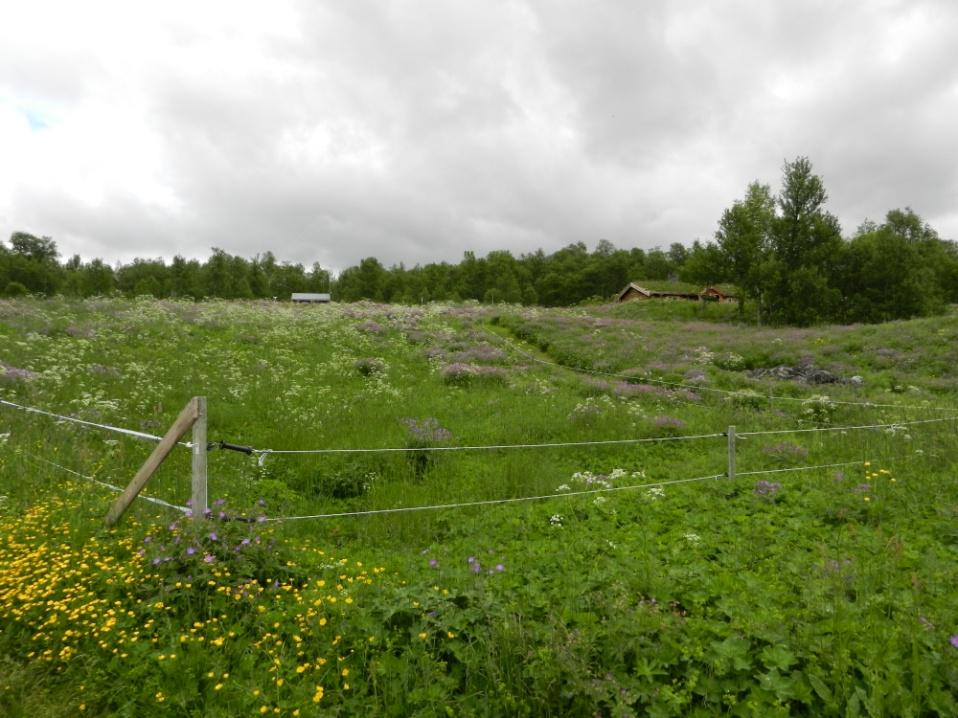 Fjällbjörkskog Fjällbjörkskogen präglas av stor artrikedom med många arter som kräver näringsrik jord. Här och var avbryts den jämna sluttningen av kullar och höjdryggar som ger en småkuperad terräng.