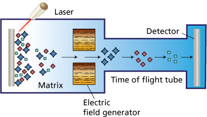 Figur 2: Figuren redovisar tekniken av MALDI -TOF MS. Tekniken bygger på bestrålning med laser joniserar matrix lösning. Elektriskt fält avskiljer joner efter massa/laddning.