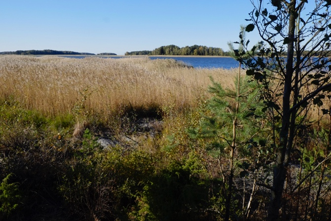 landskapsobjekt enligt metodiken. Vid inventeringen återfanns inga arter som är skyddade eller hotade i objektet, i närområdet ute i viken ses dock ofta havsörn m.fl. hotade arter flyga.