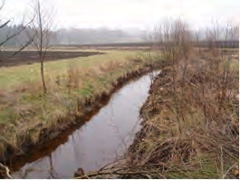 Muddring av Lyngabäcken som gjordes under inventeringen (höger). Muddring av vattendragen ödelägger musslornas och fiskens områden. Foto: Per Ingvarsson.