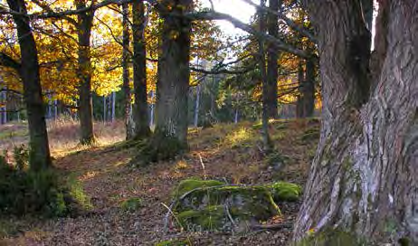 Terrängen är mycket kuperad och nivåskillnaderna är lokalt stora. Öster om väg 226 tar ett omväxlande och kuperat skogs- och jordbrukslandskap vid.