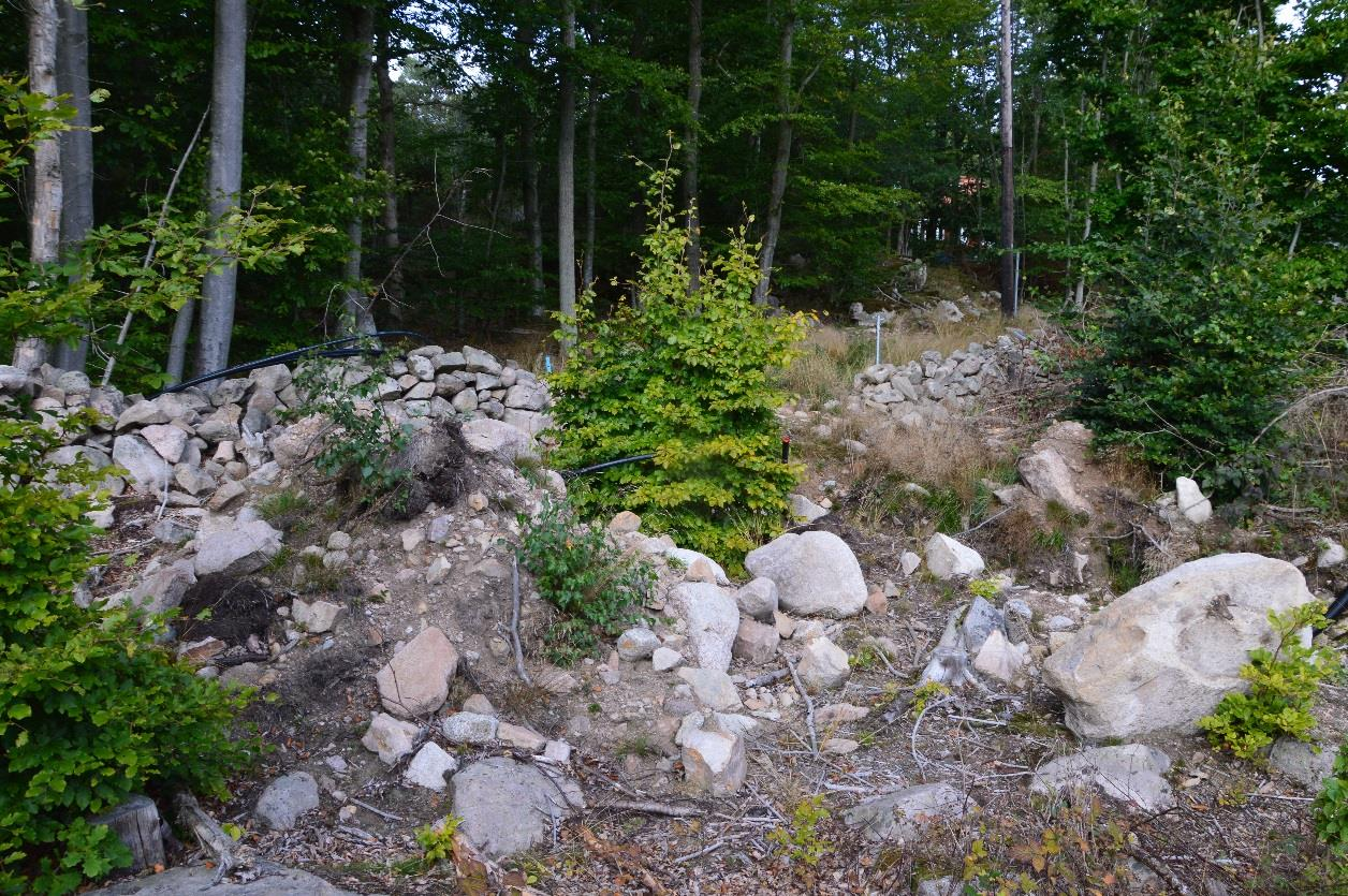 De ytor som bedömts ha marktyperna lågvuxen vegetation-brynmiljö och lågvuxen vegetation med tillfälliga grushögar är fria från träd och annan högre växtlighet, vilket medför att marken här snabbt