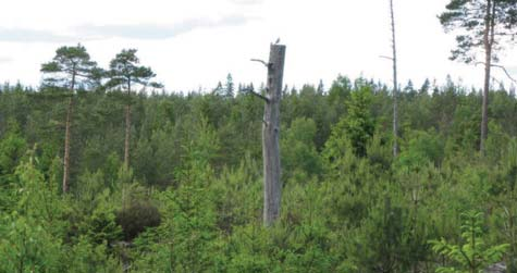 Det finns helt enkelt idag inget annat naturligt eller av människan skapat element i landskapet som kan relatera till vindkraftverket.