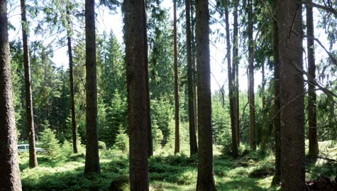 Områden 9. Östra Nedsjön. 8. Härskogen, väster om Östra Nedsjön Skogslandskapet har på många platser en opåverkad karaktär som är känslig för nya inslag som vägar och vindkraftverk.