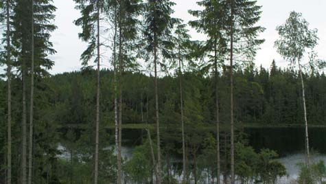 13. Gesebol Området är relativt komplext men bedöms som tänkbart för etablering av grupper av vindkraftverk då skogen och det kuperade landskapet har en avskärmande effekt.