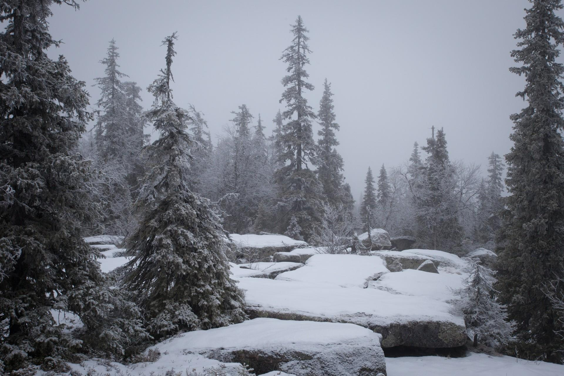 Hällmarksgranskog, Hällbergets