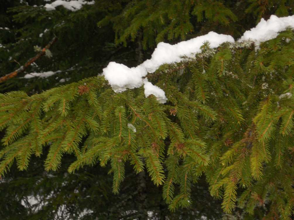 Skogsfastighet utanför Nässjö Skog och skogsmark Skogsmarken omfattar 106,4 ha enligt skogsbruksplanen, upprättad av Ingarps Trä våren 2012.