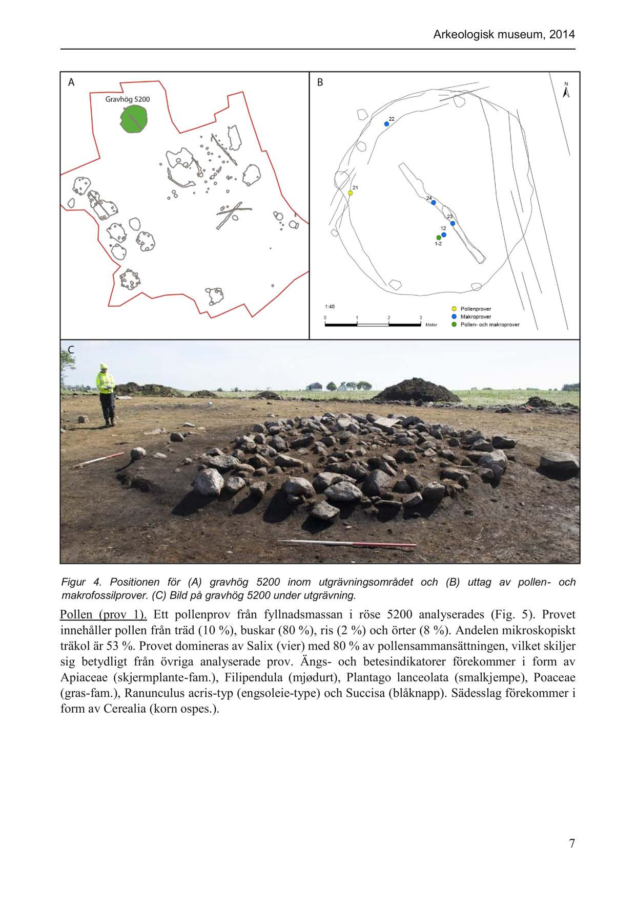 Arkeologisk museum, 2014 Figur 4. Positionen för (A) gravhög 5200 inom utgrävningsområdet och (B) uttag av pollen - och makrofossilprover. (C) Bild på gravhög 5200 under utgrävning. Poll en (prov 1).