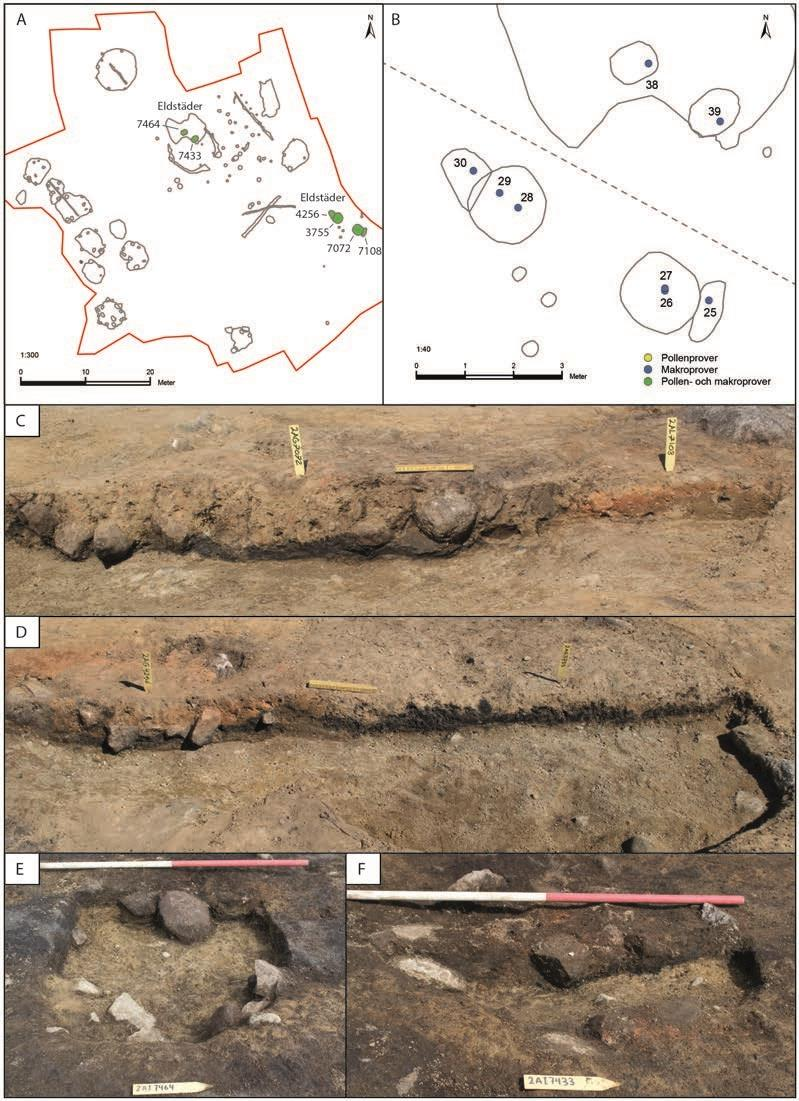 Arkeologisk museum, 2014 Ildsteder/groper Det er analysert åtte makrofossilprøver fra seks ildsteder/groper (Fig. 18).