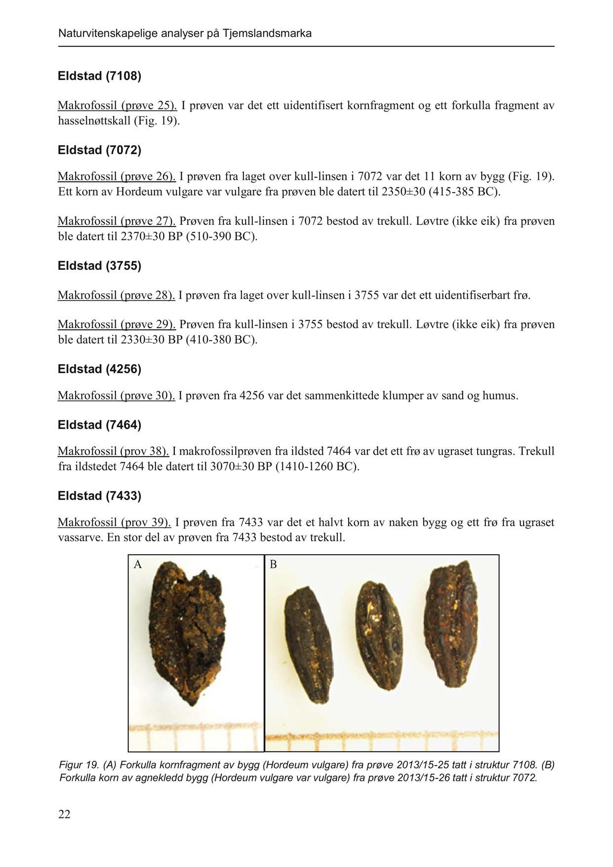 Naturvitenskapelige analyser på Tjemslandsmarka Eldstad (7108) Makrofossil (prøve 25). I prøven var det ett uidentifisert kornfragment og ett forkulla fragment av hasselnøttskall (Fig. 19).