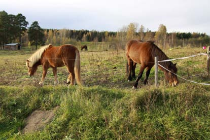 Fler barnfamiljer Att kommunen tar över skötseln av Skidtjärn som är ett populärt badställe både för Bollnäs- och Rengsjöbor Förbättra vägen mellan Löten och Berga Mera lägenheter (markplan) Utveckla