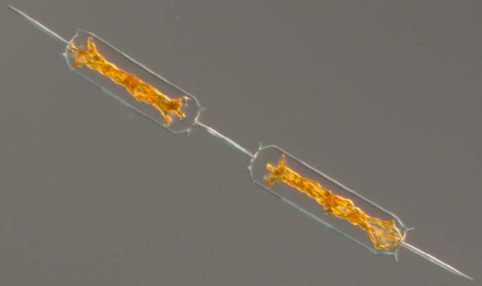 The integrated (0-10 m) chlorophyll a concentrations were normal for this month in the Skagerakk. Fig.2 From left: The diatom Proboscia alata, the silicoflagellates Dictyocha speculum and D.