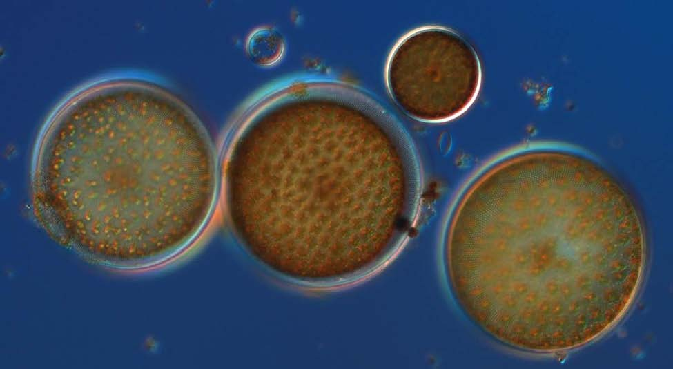 The Baltic Sea The species diversity and cell density was generally low in the Baltic Sea. Species from the diatom genus Coscinodiscus were common or in all parts of the Baltic Sea. (Fig.4) Fig.