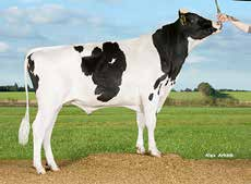 HOL 9-3751 VH Sherman VH Tronsmark Sundance Sherman 91935 +36 F: Sundance FF: Sudan MF: VH Francis MMF: Massey ET Mjölkindex 126 Dotterfruktsamhet104 Mjölk, kg 121 Kalvningar, far 104 Protein, kg 128