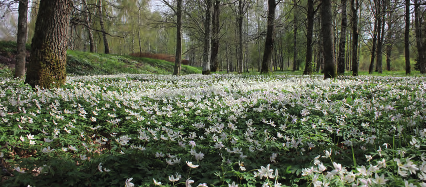 NATURRESERVAT/ NATURE RESERVE/ NATURSCHUTZGEBIET DELETJÄRNSÅSEN Reservatet är 52 hektar stort. (ÖC9) A nature reserve with 52 hectares of forest. Das Naturschutzgebiet besteht aus 52 Hektar Wald.