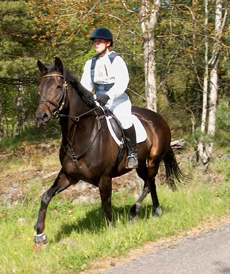 ALLMÄNT OM HÄSTSPORT Hästintresset och hästtätheten har ökat kraftigt under de senaste åren. Idag är Sverige det näst hästtätaste landet inom hela EU, bara Danmark har fler hästar.