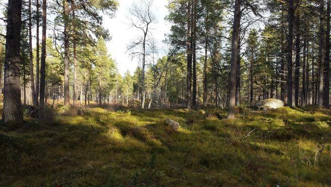 Radon Inom Arjeplogs kommun kan finnas områden med höga markradonhalter. Byggnader ska uppföras radonsäkra enligt Boverkets byggregler (BBR).