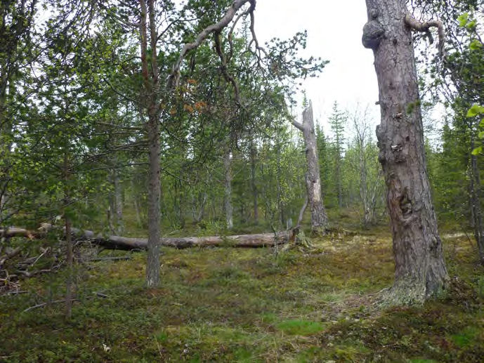Båda områdena omfattas av riksintresse för naturvård. Naturreservaten Rautas fjällurskog och Aptasvare fjällurskog ligger nordväst respektive sydost om Kiruna.